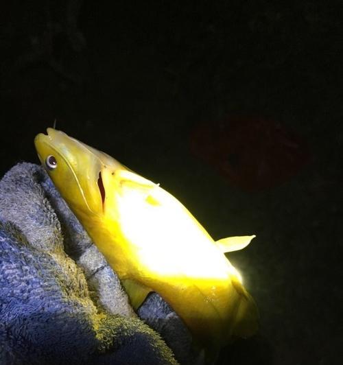 夜钓水库钓鲤鱼技巧大揭秘（水库夜钓鲤鱼的经验分享）