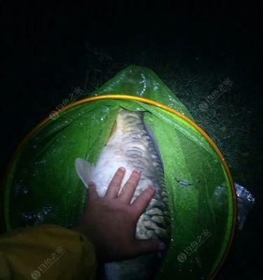 夜钓水库的技巧与经验（掌握关键技巧）