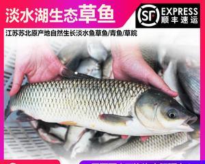 夜钓鲐鲅鱼技巧（掌握关键技巧）