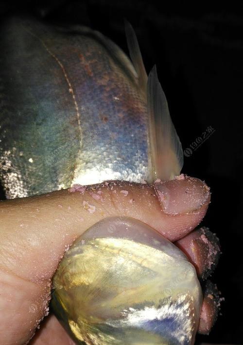 夜钓西江鲢鳙的技巧（揭秘钓鲢鳙的黄金规律）