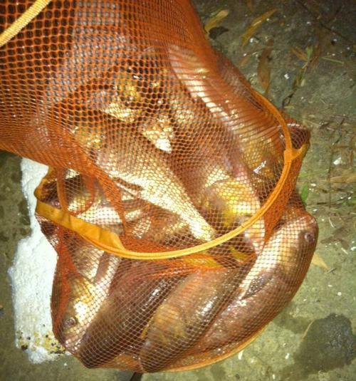 夜钓西江鲢鳙的技巧（揭秘钓鲢鳙的黄金规律）