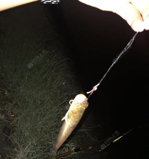 夜钓西江鲢鳙的技巧（揭秘钓鲢鳙的黄金规律）