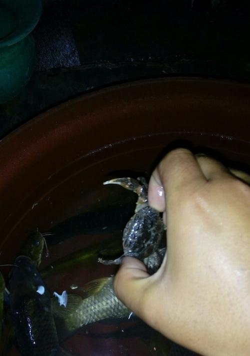夜钓小河钓甲鱼技巧（夜钓甲鱼的方法和注意事项）