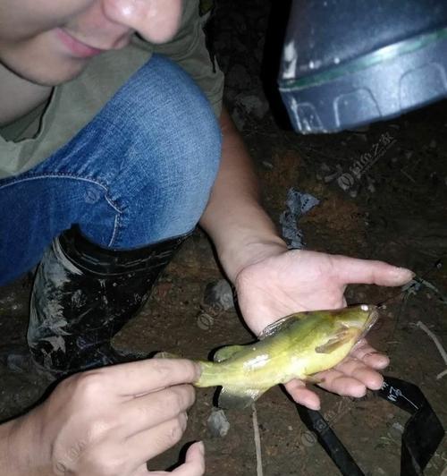 夜钓小河虾的技巧与方法（掌握捕获小河虾的技巧）