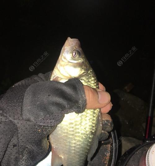 夜钓小鲫鱼的窝打方法与技巧（针对夜间环境的窝打技巧）