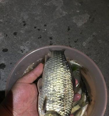 冬季夜钓小鲫鱼技巧（夜晚渔场的“寒冷宝藏”）