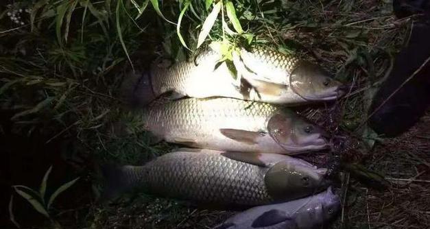 夜钓小鲫鱼的最佳时间和技巧（打造夜钓小鲫鱼的高效捕获利器）