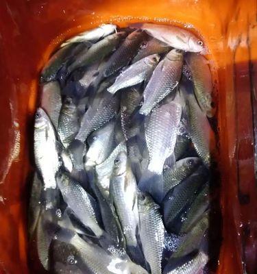 夜钓小鲫鱼的最佳时间和技巧（打造夜钓小鲫鱼的高效捕获利器）