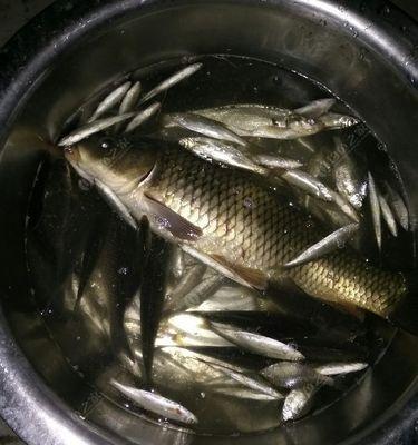 夜钓小水库鲤鱼的技巧（掌握鲤鱼咬钩规律）