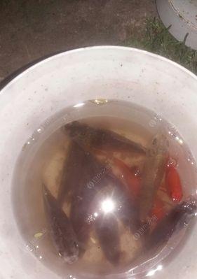 夜钓小鱼打窝的技巧与方法（掌握夜钓小鱼打窝技巧）