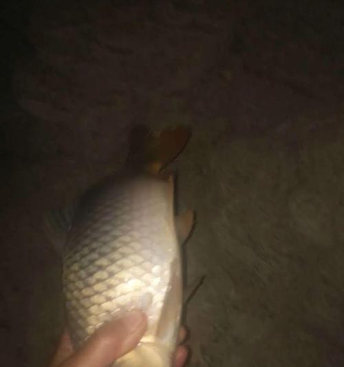 夜钓安全事项与技巧（保证安全享受夜钓乐趣）