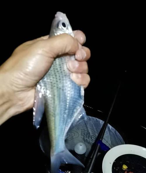 夜钓野钓白条技巧（掌握白条的好时机和有效诱饵）