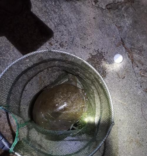 夜钓野钓打窝技巧（夜晚的黄金时刻）