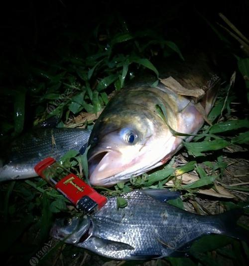 夜钓野钓的技巧与技巧（探索黑夜中的渔获乐趣）
