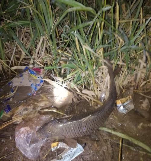 夜钓野钓鲤鱼打窝技巧（掌握窍门）