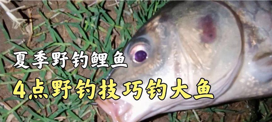 夜钓野钓鲤鱼打窝技巧（掌握窍门）