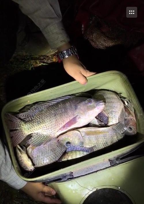 夜钓野钓罗非鱼的技巧（提升钓获罗非鱼的方法与经验）