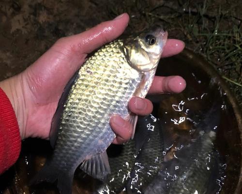 夜钓野河钓鲫鱼技巧与方法（探寻夜晚钓鲫鱼的窍门）