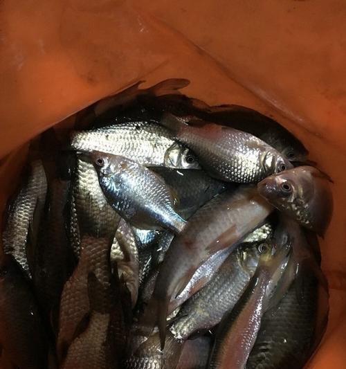 夜钓野生鲫鱼的技巧（掌握钓技）