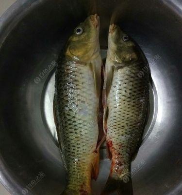 夜钓玉米钓鲤鱼的技巧与方法（捕捉夜间鲤鱼的有效策略与实操经验）