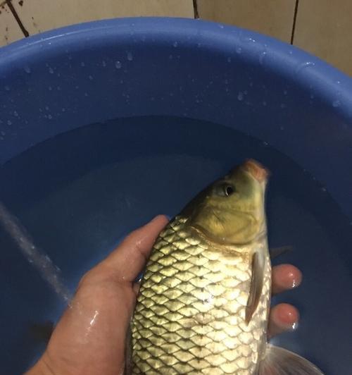 夜钓玉米钓鲤鱼的技巧与方法（捕捉夜间鲤鱼的有效策略与实操经验）