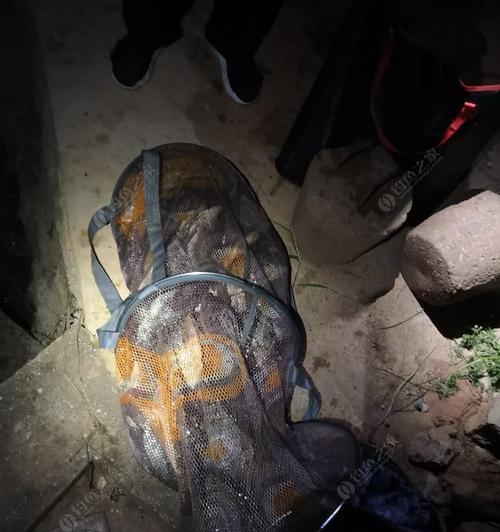 玉米钓鲤鱼的技巧（夜钓中提高钓鲤鱼成功率的秘诀）