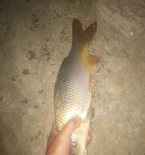 夜钓技巧大全（提高夜钓效果的秘诀）