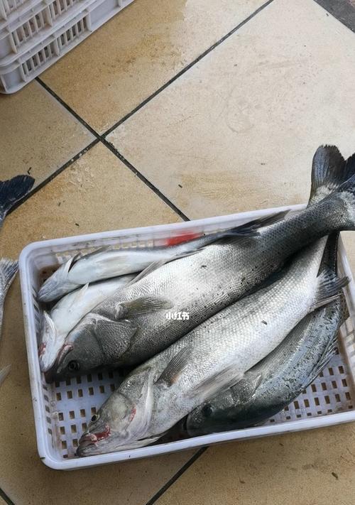 河钓竿钓海鱼技巧（用河钓竿钓海鱼的关键技巧）
