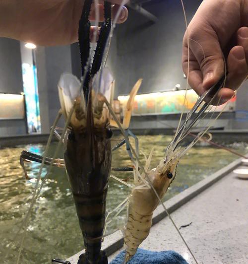 吉林河虾钓鱼技巧剖析（挖掘吉林河虾钓鱼的秘密）