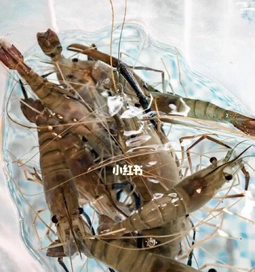 吉林河虾钓鱼技巧剖析（挖掘吉林河虾钓鱼的秘密）