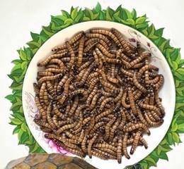 黄粉虫钓鱼技巧（掌握钓鱼技巧）