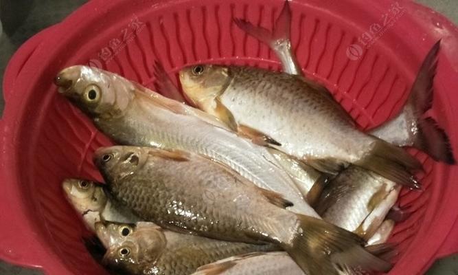 夜钓高手的翘嘴技巧（黄光教你夜钓捕获巨鱼的绝技）