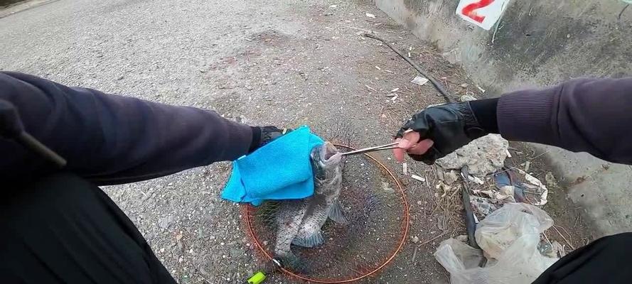 活虾钓鱼技巧教程（掌握这一）
