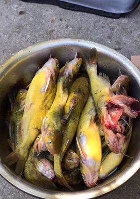 用家禽内脏钓鱼的技巧（最佳鱼饵选择与钓法技巧）