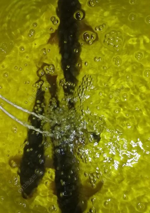 昆虫钓鱼技巧揭秘（以昆虫为饵）