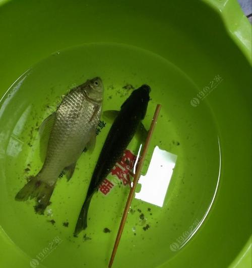 昆虫钓鱼技巧揭秘（以昆虫为饵）