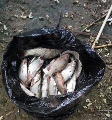 拉饵钓鱼技巧教程（掌握钓鱼技巧）