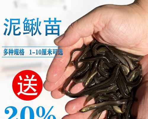 冬钓鱼技巧（泥鳅技巧）