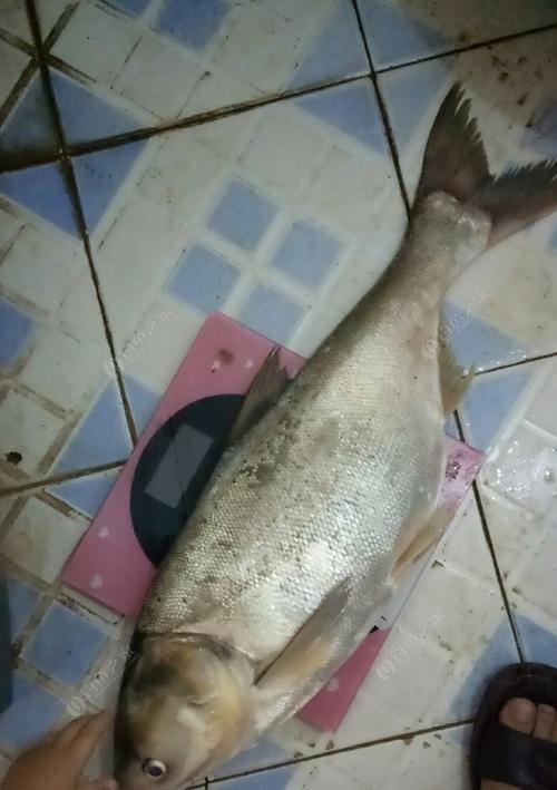 夜钓鲢鱼的抛竿技巧（掌握抛竿技巧）