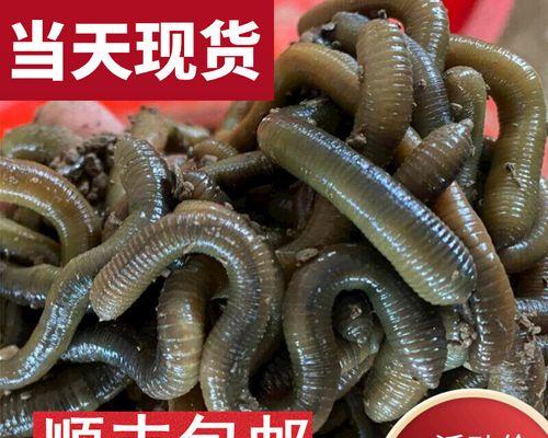 五一用蚯蚓钓鱼的技巧（提高成功率）