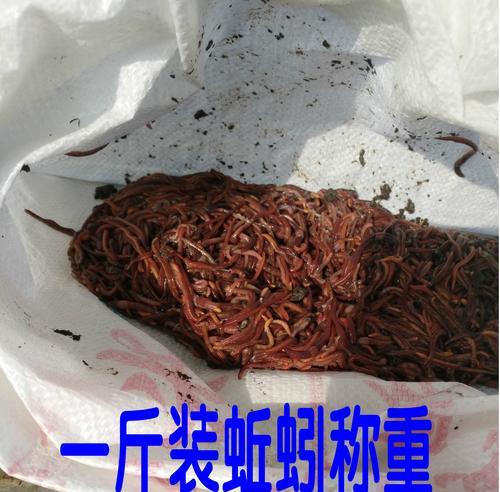蚯蚓钓鱼的小技巧（提升钓鱼效果的关键技巧）