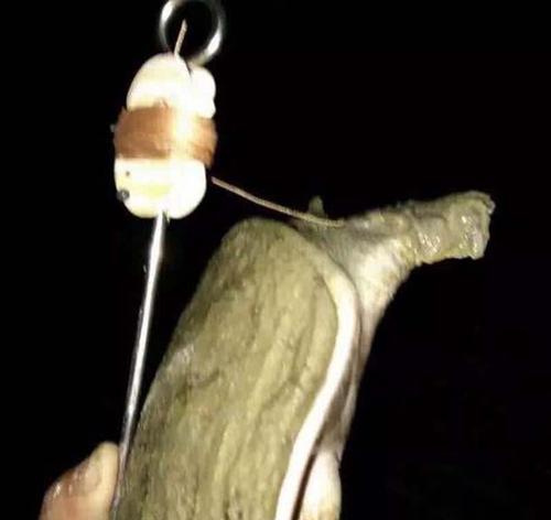用鳝鱼钩钓甲鱼的技巧（甲鱼钓法大揭秘）