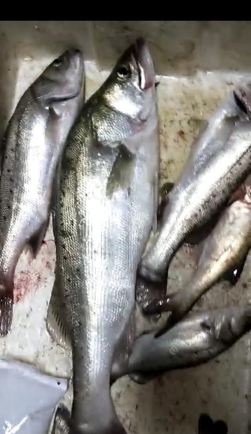 虾钓鱼的最佳方法与技巧（掌握关键要点）