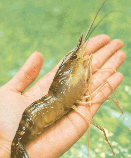 虾钓鱼的最佳方法与技巧（掌握关键要点）