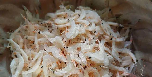 用虾皮自制鱼饵钓鱼技巧（打造高效钓鱼工具）