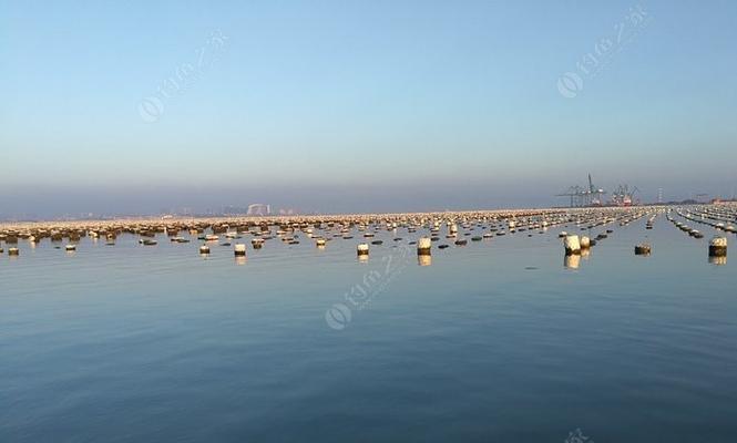 钓鱼秘籍（海蛎诱饵之妙用）