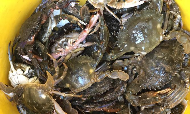 钓鱼秘籍（海蛎诱饵之妙用）