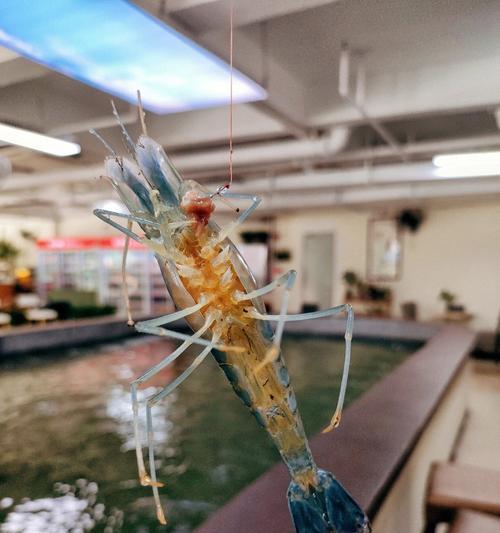 小虾钓鱼技巧大揭秘（钓鱼新手必备）