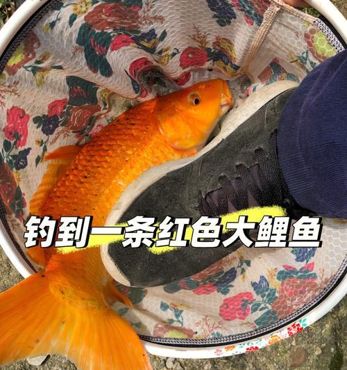 羊肉钓鱼的技巧与经验（用羊肉钓鱼的关键步骤和注意事项）