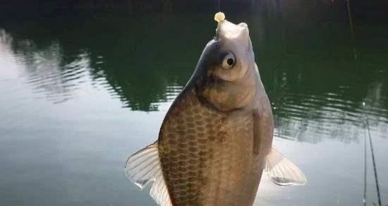 钓鲫鱼的绝佳技巧（掌握鱼饵的使用技巧）